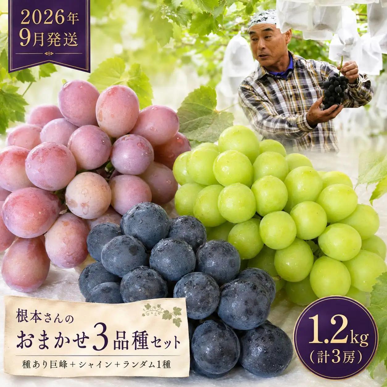 ぶどう 根本さんのお任せ３品種セット 巨峰 マスカット 約1.2kg | 完熟 葡萄　ぶどう 甘い 大粒 フルーツ 産地直送 栃木県 矢板市