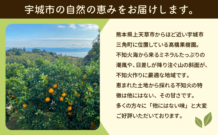 先行予約 不知火 ご家庭用 完熟不知火 約3kg 【髙橋果樹園】【2026年2月上旬から3月下旬発送予定】ご家庭用 不揃い キズあり SDGｓ B級品 しらぬい みかん ミカン 高橋果樹園 柑橘 かん