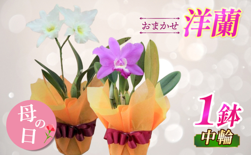 【先行受付：5月出荷】 母の日に！感謝の気持ちを込めて~ステキな洋蘭 おまかせ洋蘭 母の日