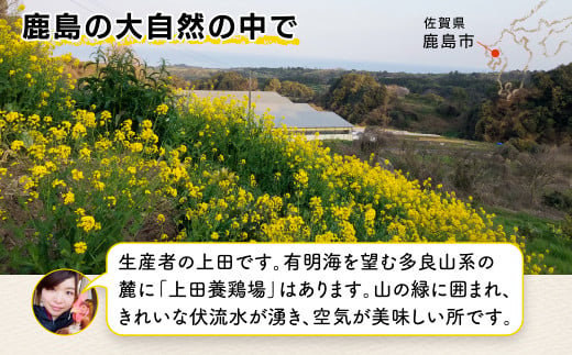 たまご 【定期便】佐賀県鹿島産 平飼い卵「うみとやまとこっこ」上田養鶏場 たまご20個×2回 タマゴ 玉子B-396