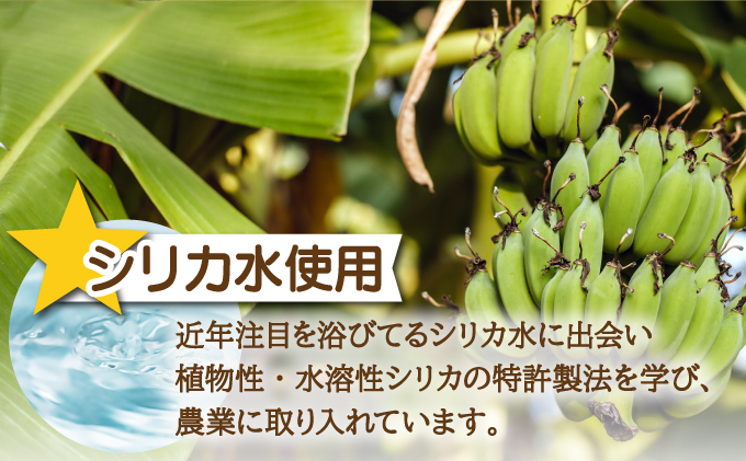 希少！特許製法で作るシリカ水で栽培する特別な「島バナナ」OI-6