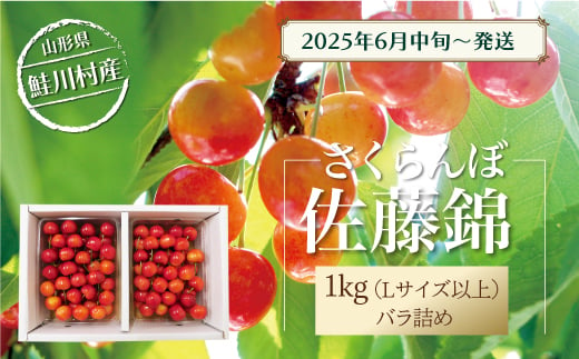 
            【令和7年産 早期受付】 鮭川村産さくらんぼ ＜佐藤錦＞ Lサイズ以上バラ詰め 1kg（500g×2P）
          