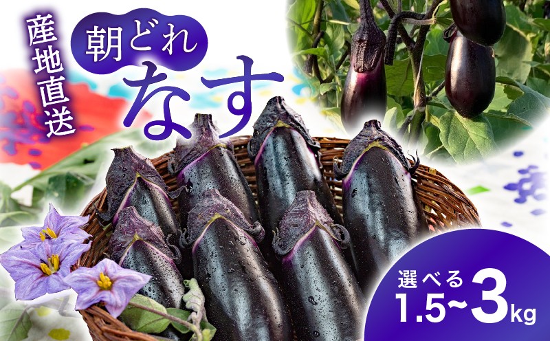 
            朝採れナス 選べる 約1.5kg ~ 3kg 単品 定期便 茄子 ナス 国産 高知 農家直送 野菜 ベジタブル 新鮮 なす 薄皮 焼きナス 美容 健康 朝どれ 焼き肉 アウトドア BBQ 和食 洋食 中華 おかず なすび せんとうふぁーむ 18本程度 42本程度 常温 栽培 農業 地産地消 旬 夏野菜 ヘルシー ビタミン ミネラル 食物繊維 ポリフェノール 料理 家庭菜園 レシピ 安芸市 高知県
          