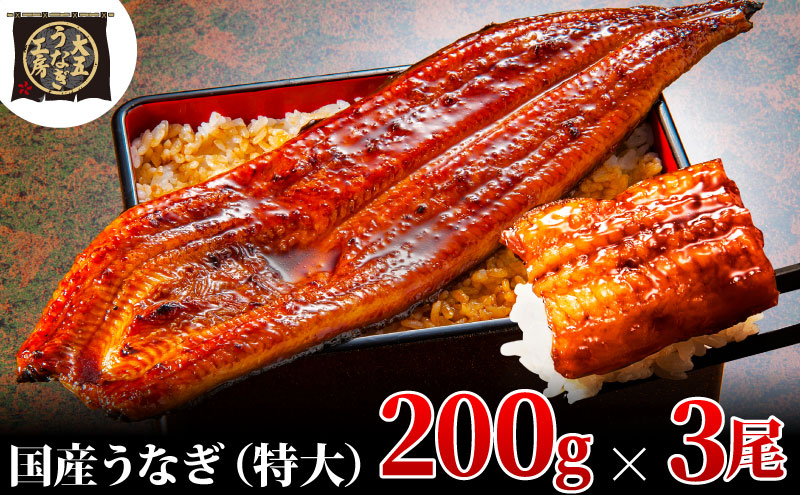 【期間限定9月30日までの特別価格！】うなぎ蒲焼 200g×3尾(600g) うなぎ ウナギ 鰻 蒲焼 蒲焼き冷凍 国産 大五 大五通商 静岡 島田市