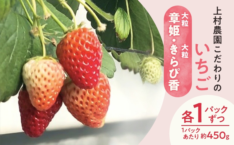 
                  上村農園 こだわりのいちご 大粒章姫・大粒きらぴ香 各1パックずつ (1パックあたり約450g) イチゴ あまい おいしい 静岡 浜松市【配送不可：沖縄・離島】[№5360-1681]
                