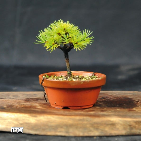 
            赤石の泉 赤石五葉松（鉢植え） F-131
          