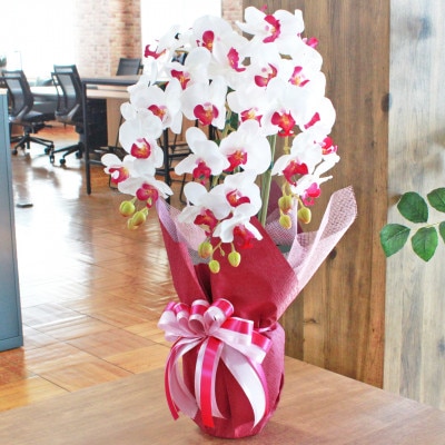 胡蝶蘭 造花 シルクフラワーの胡蝶蘭の鉢植え 3本立 光触媒 ホワイトオーキッド【1357839】