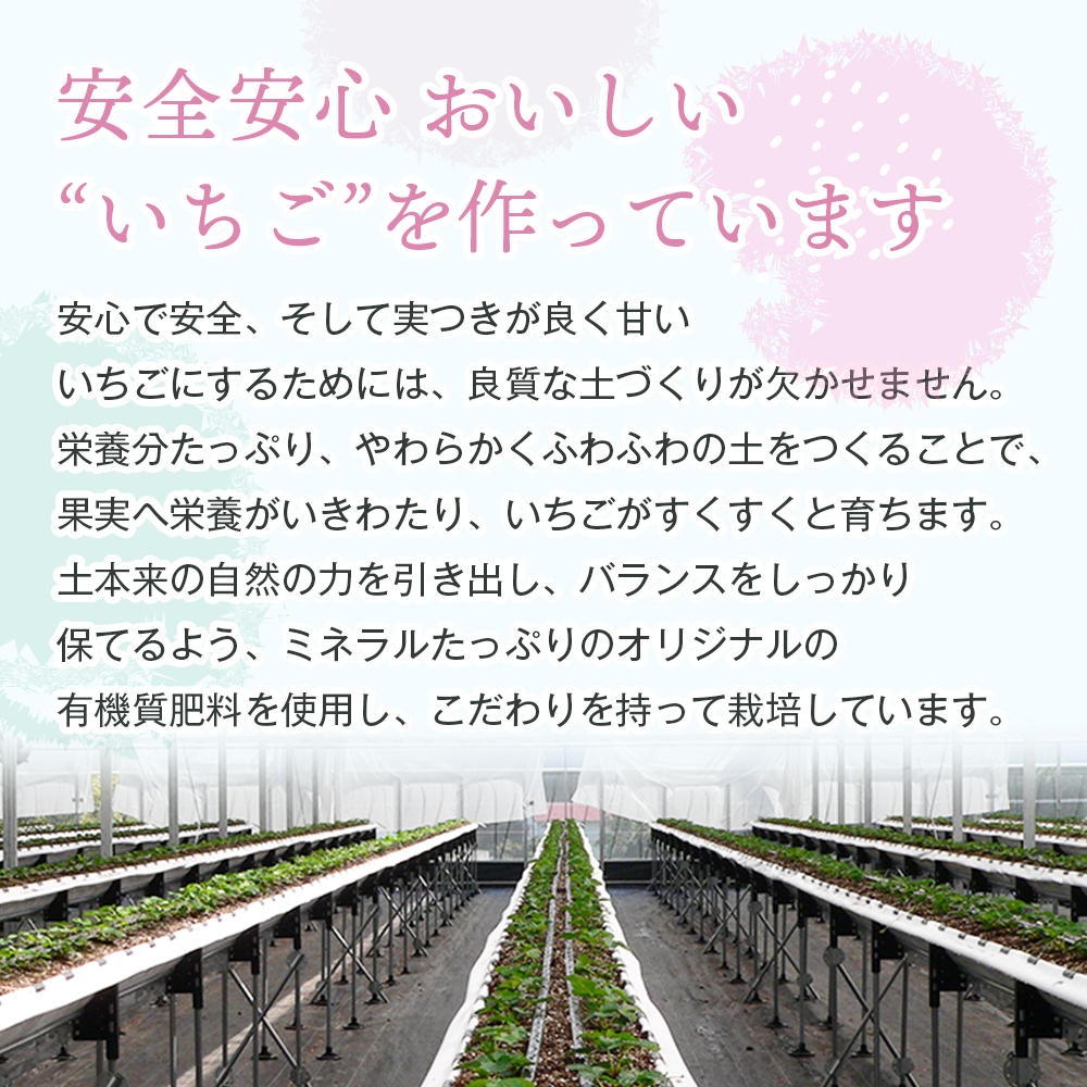 淡路島アイランドベリー　紅白いちご　淡雪/とちおとめ   