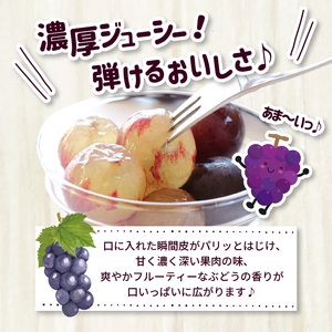 【7月下旬より順次発送】池尻農園　ハウス巨峰　約1kg_巨峰 約 1kg ぶどう 3房 久留米市産 渋み エグミ 無い フルーツ 果物 期間限定 池尻農園 ハウス巨峰 福岡県 久留米市 お取り寄せ お