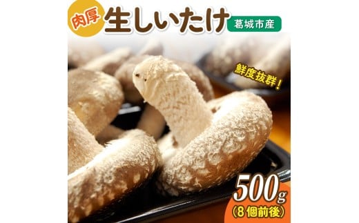 葛城市産生しいたけ（500g） 8個前後 椎茸 シイタケ 生 国産 セット 500g 新鮮 菌床 スライス 奈良県 葛城市【kobo003】
