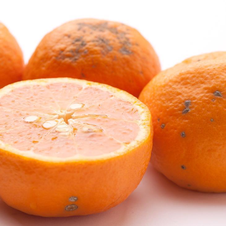 ［先行予約］家庭用 カラマンダリン5kg+250g（傷み補償分）［南津海・なつみ］［希少な春柑橘］［わけあり・訳あり］［みかんと同じように食べられます］［IKE70］