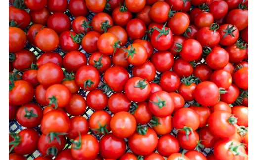 北海道壮瞥町産 ラビットゴッホ1.5kg 中玉トマト SBTAJ002