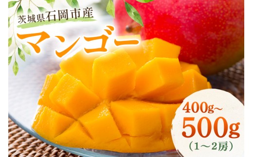 数量限定 農薬を使わずに育てた マンゴー 400g ～ 500g 1～2房 果物 くだもの フルーツ 夏 旬 完熟 甘い 産地直送 産直 農家直送 茨城 茨城県産 茨城県 石岡市 (A14-018)