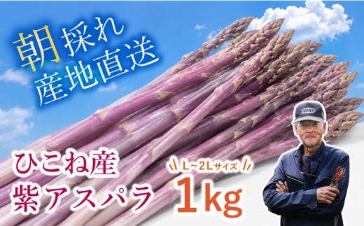 【先行予約】 紫アスパラ 1kg ( L~2L ) 夏芽 アスパラガス アスパラ 夏アスパラ ひこねアスパラ 朝採 新鮮 春野菜 夏野菜 野菜 やさい 滋賀 彦根