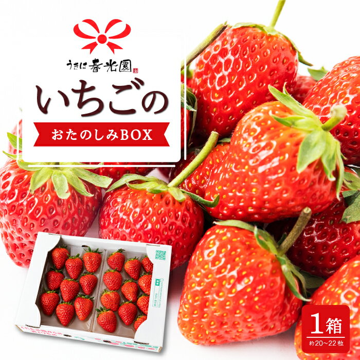 【ふるさと納税】 春光園 いちごのおたのしみBOX 1箱 【2025年12月から2026年4月下旬発送予定】いちご イチゴ 旬 フルーツ 果物 果実 送料無料 福岡県 うきは市