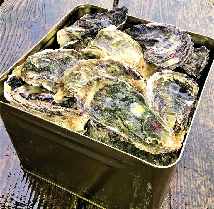 【能登半島地震復興支援】魚介類 牡蠣　/ 能登かき　殻付牡蠣 半缶/約5kg（約40～50個） 専用ナイフ 片手用軍手付 /世界農業遺産「能登の里山里海」｜石川県 七尾市 能登 ※要加熱 ※2025年