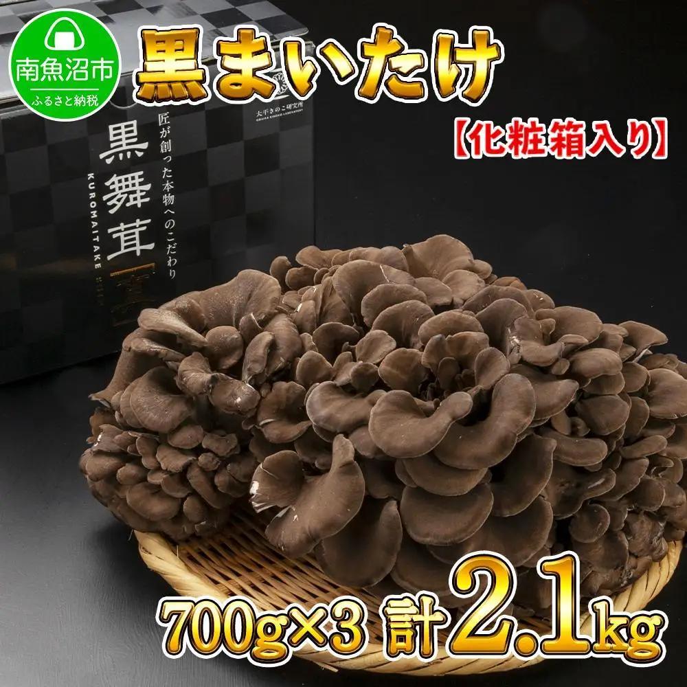 新潟県 南魚沼産 厳選 国産 黒 高級 舞茸 まいたけ 産地直送 700g ×3箱 計2.1kg
