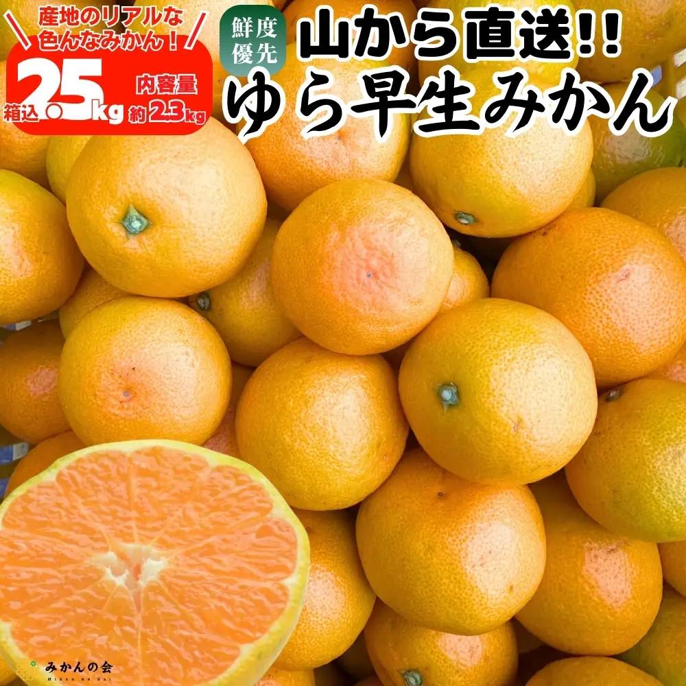 ゆら早生 みかん 山から直送 箱込 2.5kg (内容量 2.3kg) 採れたてそのままごろごろ規格 有田みかん 和歌山県産 【みかんの会】［2026年10月下旬頃より順次発送予定］