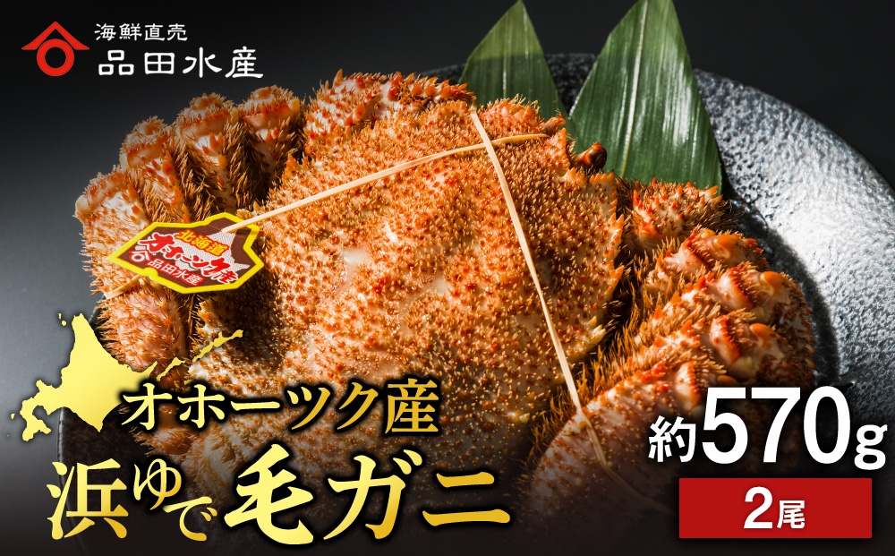 
                  浜頓別産 ボイル毛蟹　約570g　2尾
                