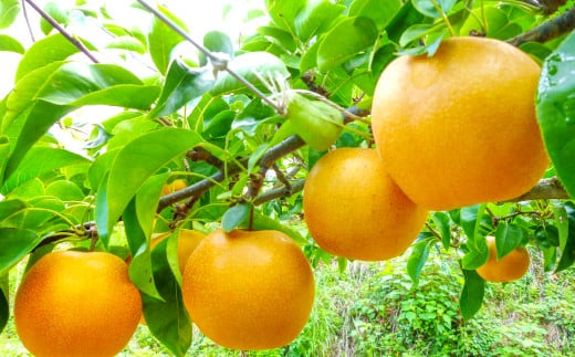 訳あり赤梨　5～10玉 2kg（家庭用・規格外）【梨 幸水 豊水 新興 新高 瑞秋 先行予約 数量限定 季節限定 不揃い わけあり おまかせ 益田産 なし 赤梨 くだもの 果物】