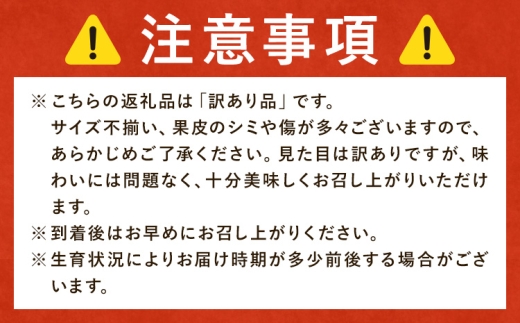 みかん 訳あり 柑橘 極早生 極早生みかん 手選別 2S-2Lサイズ混合 8kg 森本農園《10月上旬-11月上旬頃出荷》和歌山県 日高町 柑橘類 フルーツ わけあり ミカン お取り寄せフルーツ【配送