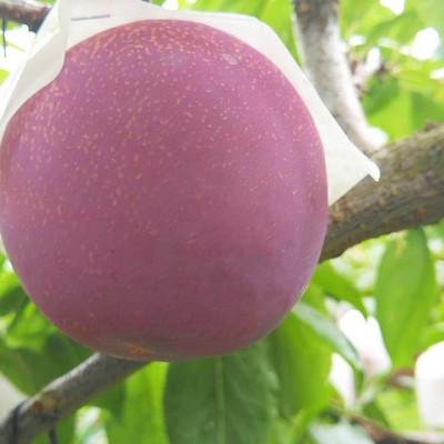 ふるさと納税 甲州市 童夢のすもも「貴陽」化粧箱 9個入り(約1.35〜1.7kg)【2025年発送】 |  | 01