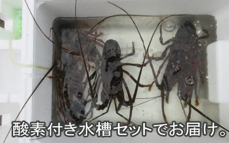 【漁師直送】室戸沖（活）伊勢海老　１ｋｇ（２～５尾）魚函水槽セット_ht010