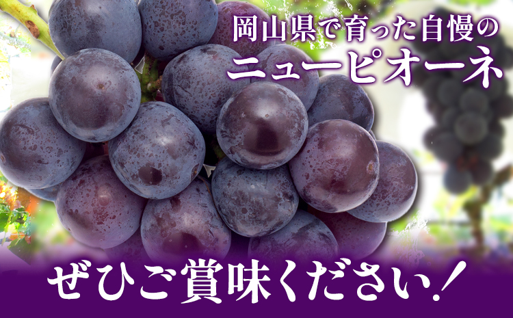 岡山県産 ニューピオーネ ご家庭用 1.2kg 2 ~ 3房 テレビせとうち株式会社《8月末-10月中旬頃出荷》岡山県 浅口市 ぶどう 葡萄 大粒 果汁 果物 フルーツ 訳あり