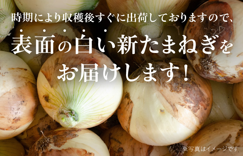 【プレミアム】泉州たまねぎ 5kg【玉ねぎ タマネギ 玉葱 甘い 野菜 国産 オニオン サラダ カレー バーベキュー 先行予約】 G3526_イメージ3