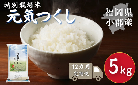 元気つくし 特別栽培米 福岡県産 元気つくし【5kg】【定期便 全12回】