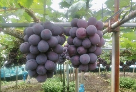 【令和6年8月中旬頃発送！予約受付中】島田農園　ピオーネ2kg（3房～4房入り）【A-78】