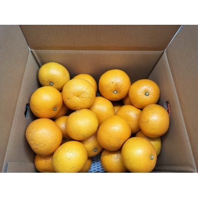 【先行予約】【ご家庭用(キズあり)】大三島産 八朔　約10kg【K003220M10】【1668590】