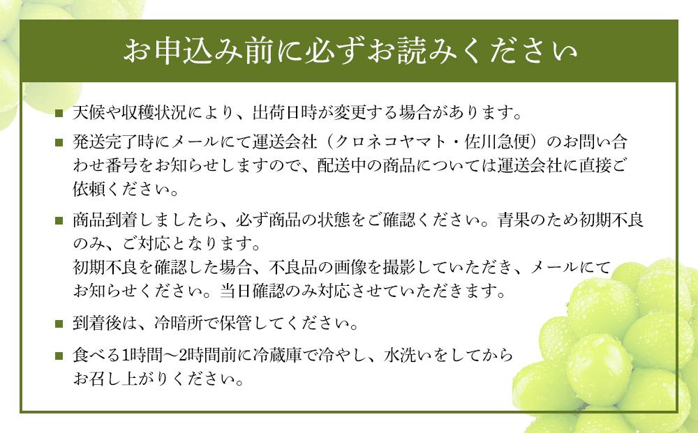 【2026年9月以降発送】岡山県産 シャインマスカット 晴王 2房 約1.3kg  種無し 皮ごと食べる 旬の美味しさ　フレッシュ 　ハレノフルーツ