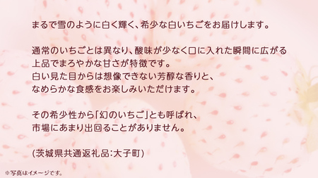 【 お歳暮 熨斗付き 】 桐箱入り 大粒 白いちご 12粒【2025年12月上旬発送開始】(茨城県共通返礼品：大子町) いちご 苺 果物 フルーツ 果実 贈答用 ギフト 贈り物