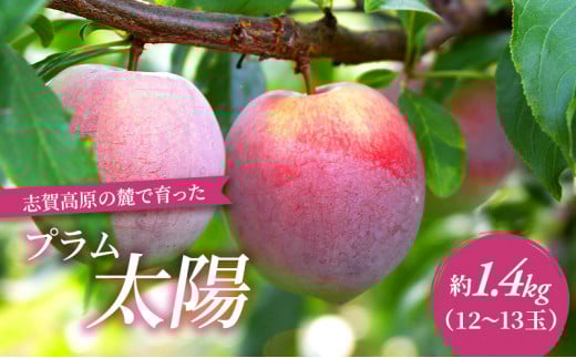 志賀高原の麓で育った プラム 太陽 約1.4kg(12～13玉) お届け日時指定不可  すもも フルーツ 果物 長野