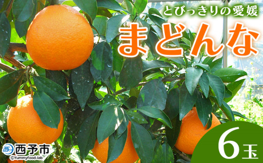 紅まどんなと同品種！＜とびっきりの愛媛 まどんな（6玉）＞マドンナ 愛媛果試第28号 果物 柑橘 フルーツ 期間 旬 季節限定 特産品 産地直送 片山果樹園 西宇和 愛媛県 西予市【常温】『2025年12月中旬～12月下旬迄に順次出荷予定』