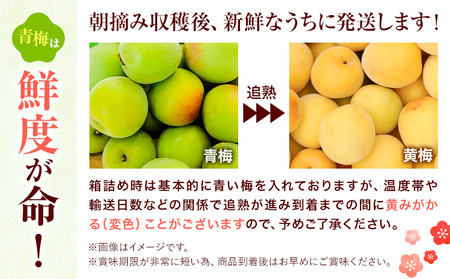 梅 紀州南高梅 2kg FARMER'S FARMER《6月上旬-7月中旬頃出荷》和歌山県 紀の川市 うめ 南高梅 青梅 紀の川市産