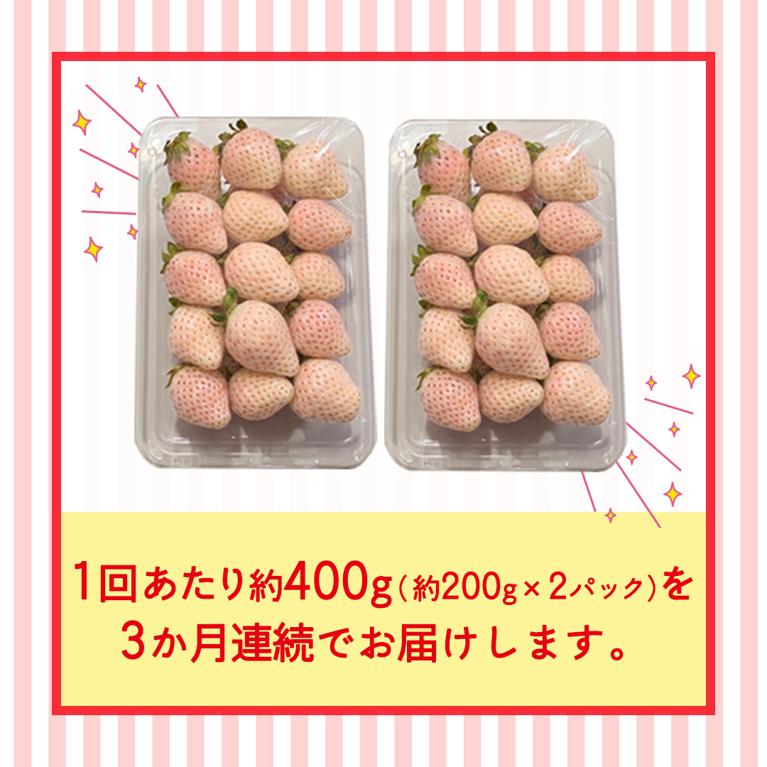 【定期便】白いちご 約200g×2パック 3ヶ月連続お届け便【2027年1月から発送開始】（茨城県共通返礼品 [いちご]：城里町産） 茨城県 県産 人気 厳選 果物 くだもの 旬 旬の果物 旬のフルーツ フルーツ ギフト 贈答 いちご イチゴ 苺 白いちご [FC91-NT]