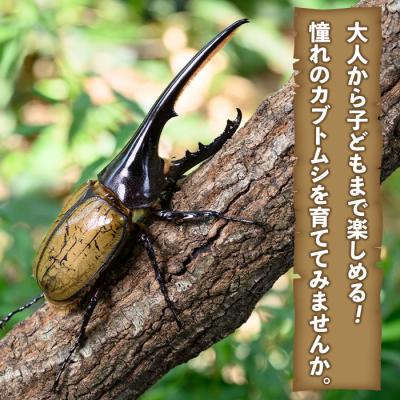 ふるさと納税 肝付町 ヘラクレスオオカブト 成虫ペア オス(120mm台) メス(フリーサイズ)　C76001 |  | 01