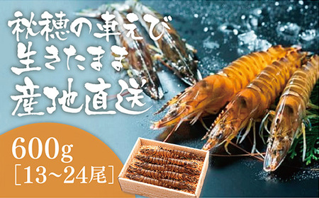 D708 活きあいおえび600g（13～24尾）