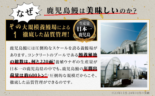 【6回定期】うなぎ 蒲焼 200g×3尾【鹿児島産】地下水で育てた絶品鰻