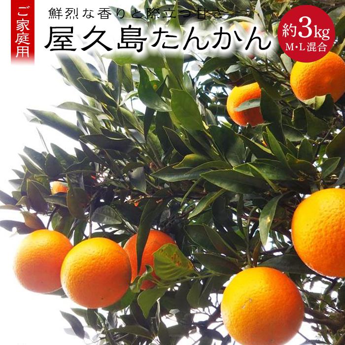 【ふるさと納税】【2027年2月15日以降発送】屋久島たんかん 家庭用 約3kg（M・Lサイズ混合）＜先行予約／数量限定＞ | フルーツ 果物 くだもの 食品 人気 おすすめ 送料無料