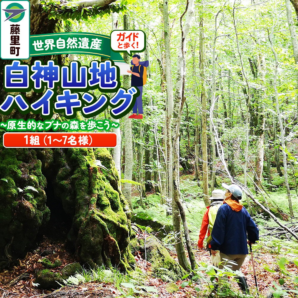 【ふるさと納税】ガイドと歩く世界自然遺産・白神山地ハイキング ～ 原生的なブナの森を歩こう（1組：1～7名様分） [世界自然遺産 白神山地 ブナの森で森林浴 ガイド付きハイキング体験]