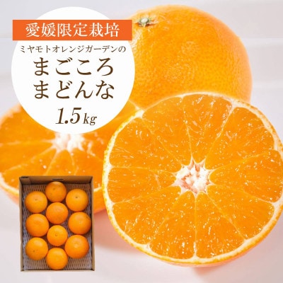 【2025年11月より順次発送】紅まどんなと同品種 愛媛果試28号 1.5kg【C25−178】【1606293】