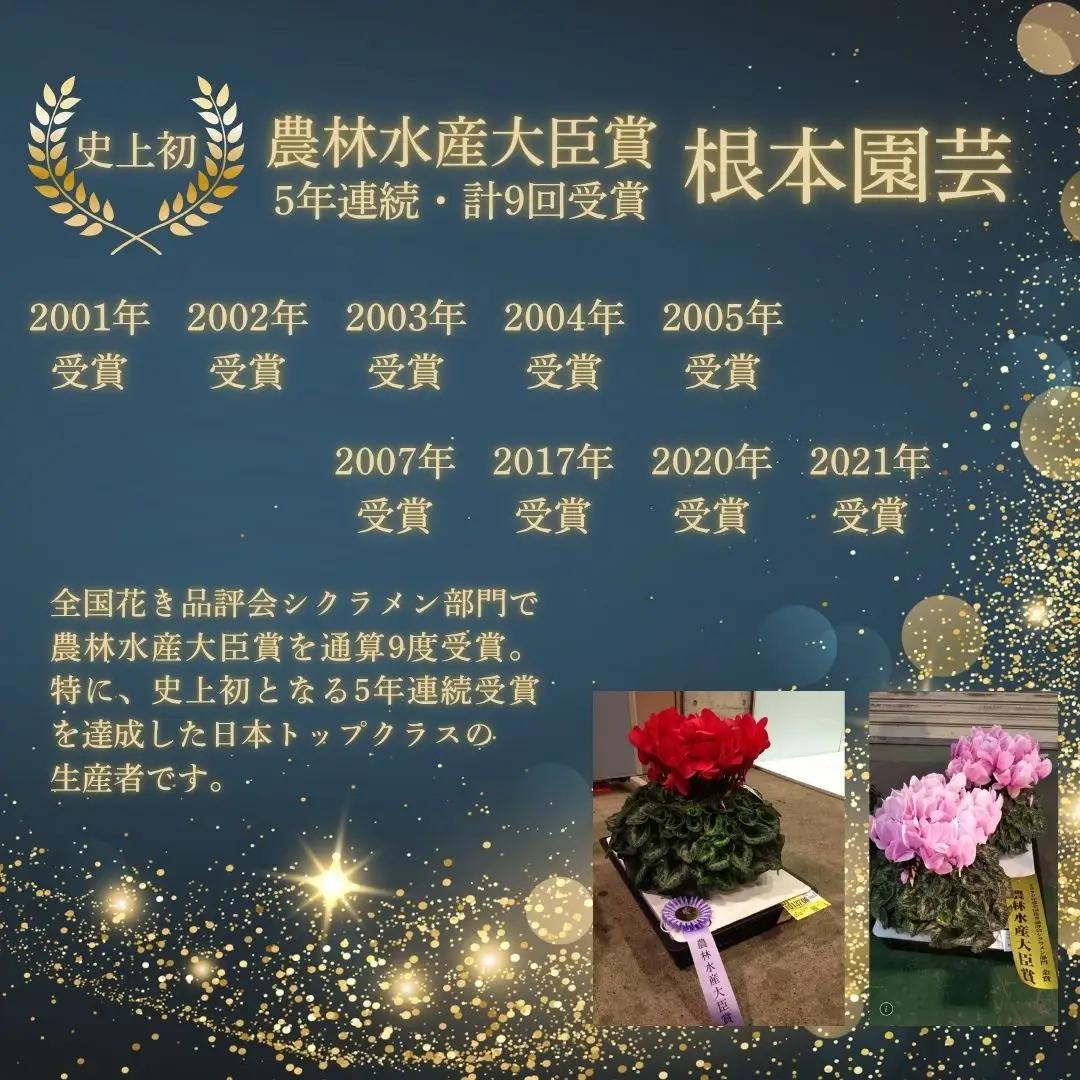 【先行予約】シクラメン 色 おまかせセット 5号×2鉢 根本園芸 | シクラメン 農林水産大臣賞