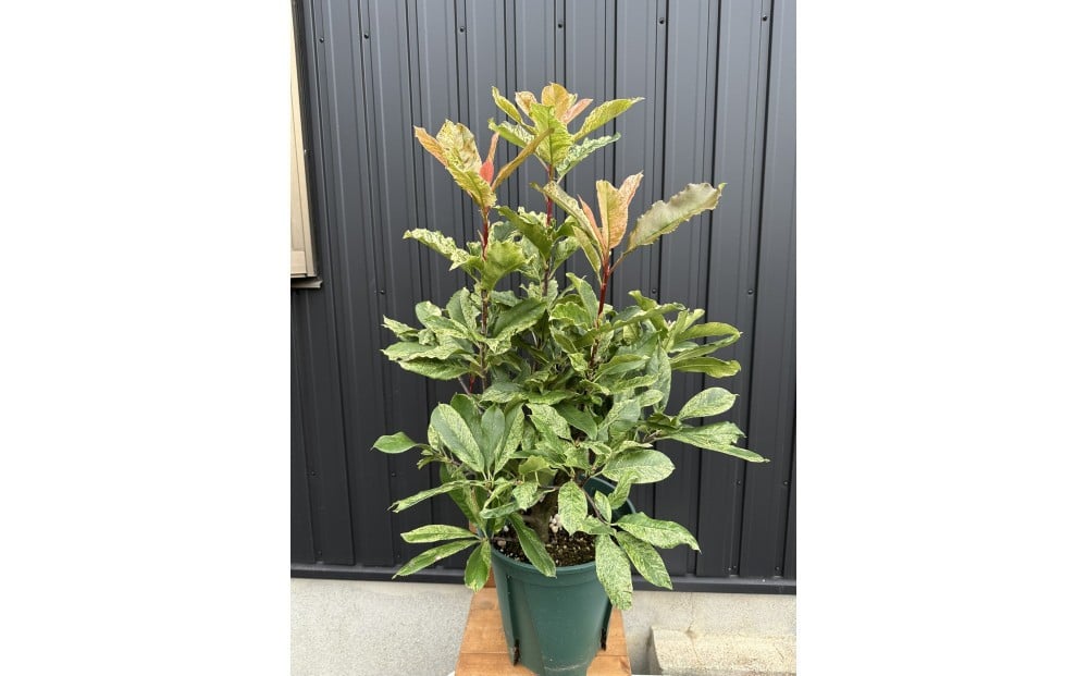 
            オオカナメモチ　ピンククリスピー　8号〈プラス樹〉
          