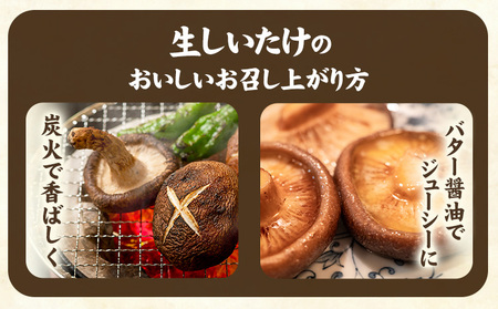 「訳あり」生しいたけ　200g×3袋(サイズ混合) 《90日以内に出荷予定(土日祝除く)》　【配送不可地域あり】　