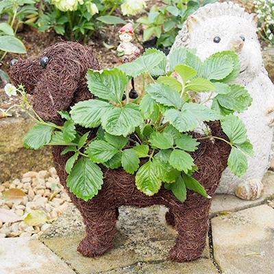 ふるさと納税 朝倉市 チビわんこの鉢植え(ワイルドストロベリー)