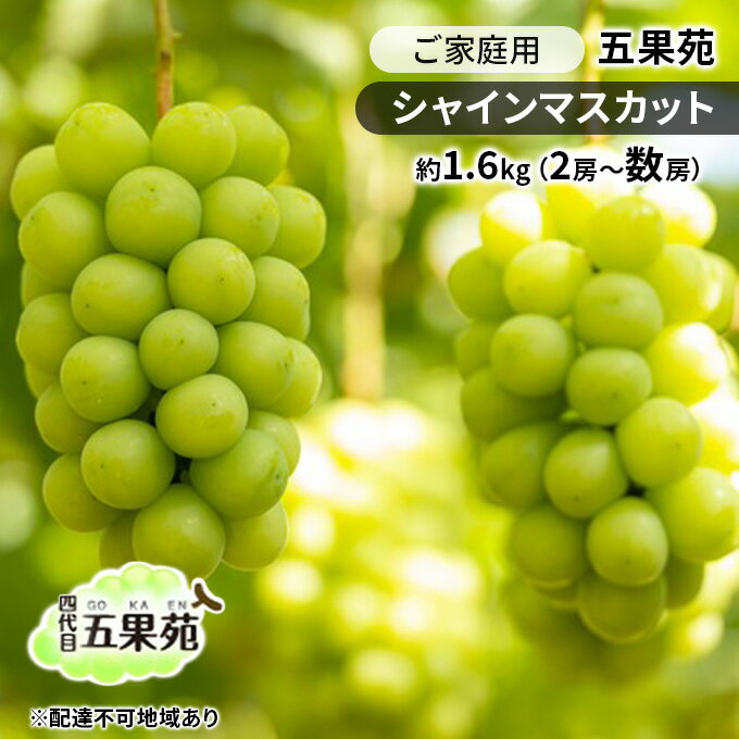 【ふるさと納税】ぶどう 2026年 先行予約 ご家庭用 シャインマスカット 約1.6kg（2房〜数房） ぶどう フルーツ 果物 岡山 五果苑 岡山のぶどう 岡山の果物 岡山のフルーツ 産地直送 　お届け：2026年9月中旬〜2026年10月下旬