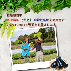 【定期便 全6回】季節の野菜詰め合わせセット（新鮮 採れたて 野菜 セット 定期便 詰め合わせ 宮崎県）